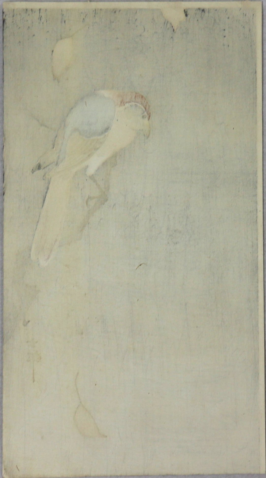 Bull-headed shrink looking spider by Koson / Pie-Grièche observant une araignée par Koson (1930's)