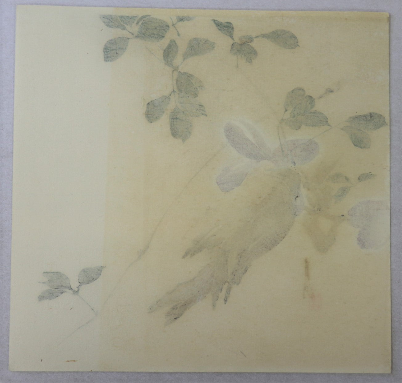 Sparrow feeding by Gekko / Moineau se nourissant par Gekko (1910's)