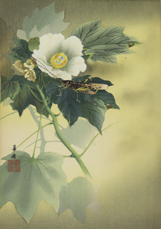 Grasshopper and Hibiscus by Morita Kakô / Sauterelle et Hibiscus par Morita Kakô ( 1910's)