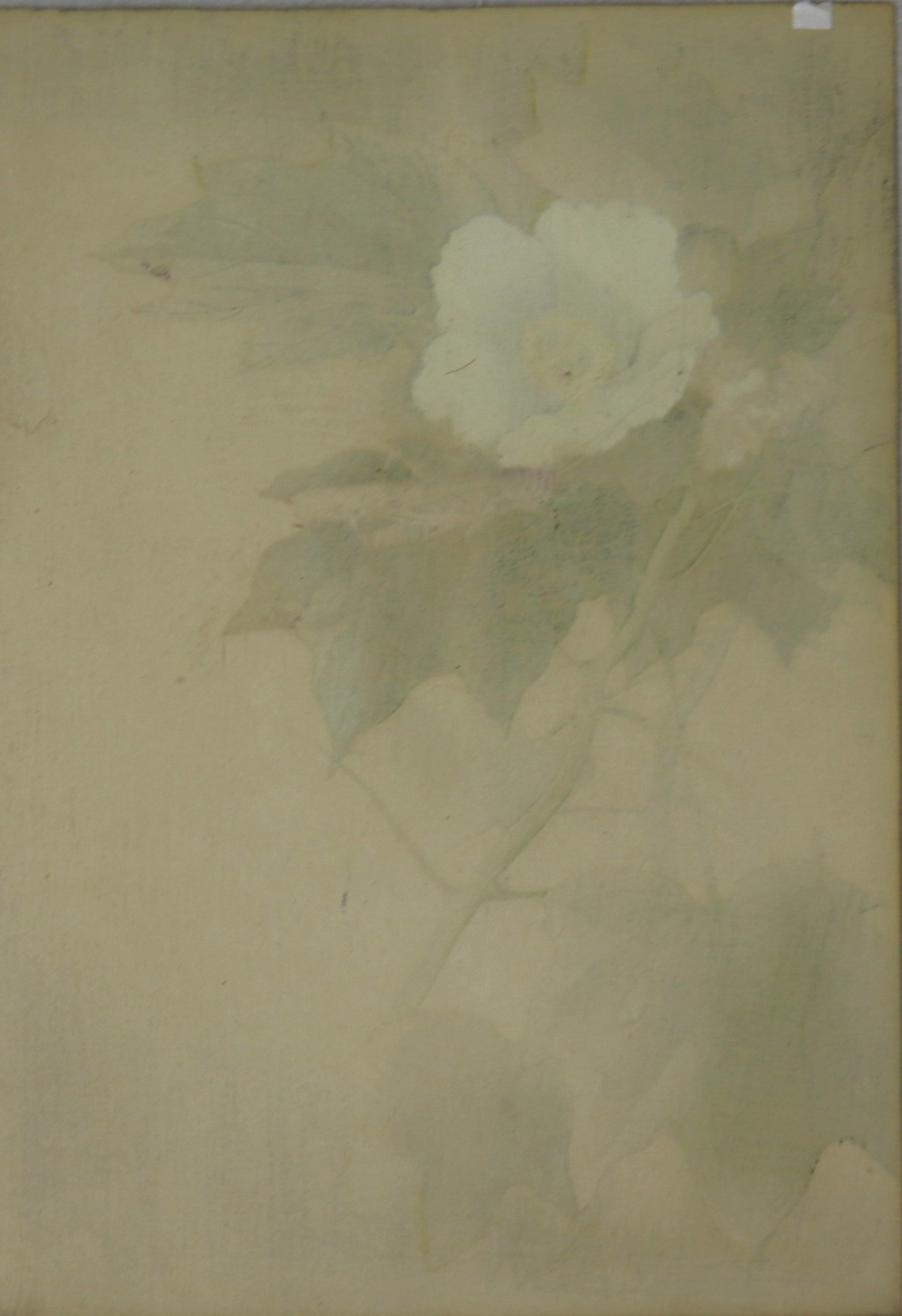 Grasshopper and Hibiscus by Morita Kakô / Sauterelle et Hibiscus par Morita Kakô ( 1910's)