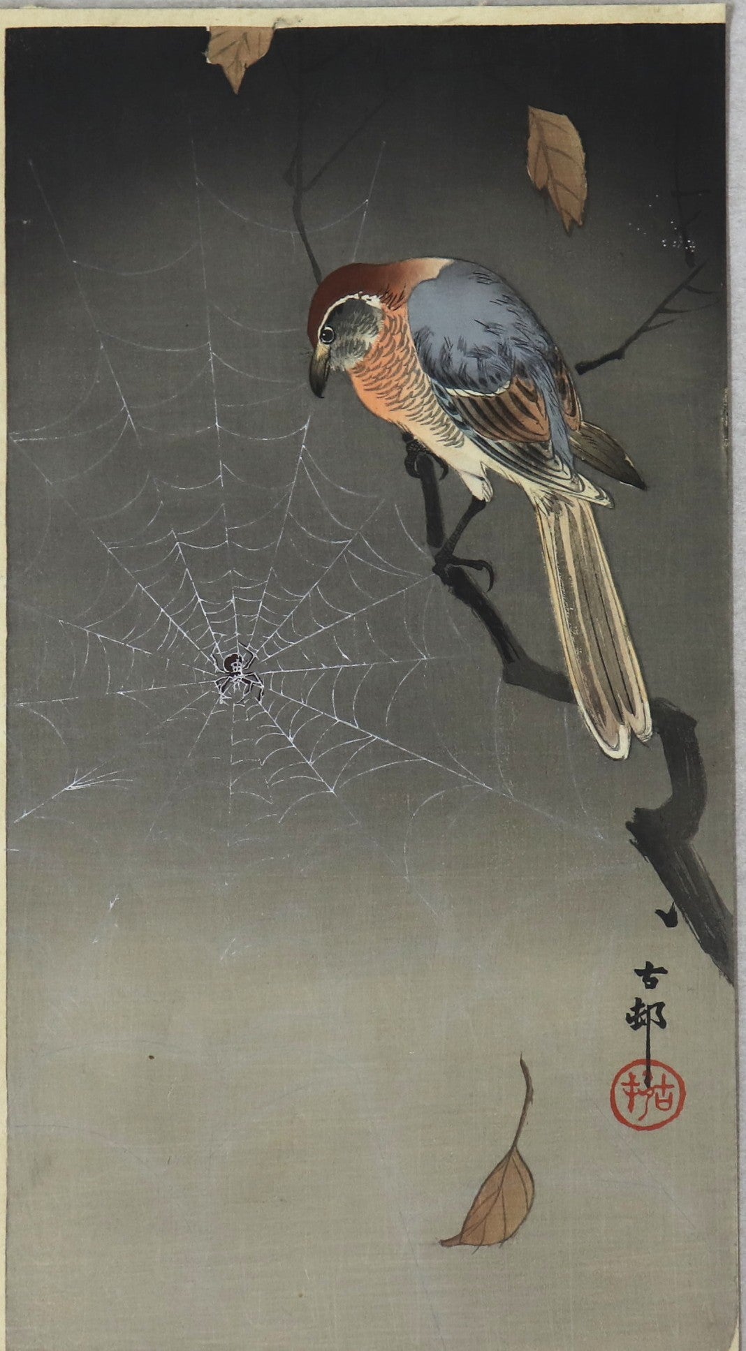 Bull-headed shrink looking spider by Koson / Pie-Grièche observant une araignée par Koson (1930's)