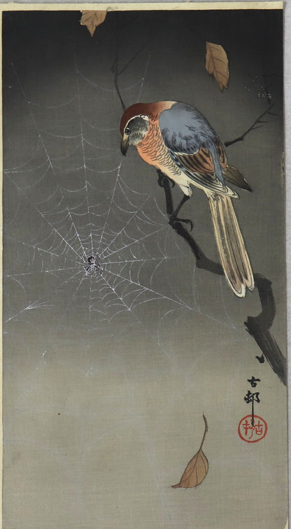 Bull-headed shrink looking spider by Koson / Pie-Grièche observant une araignée par Koson (1930's)