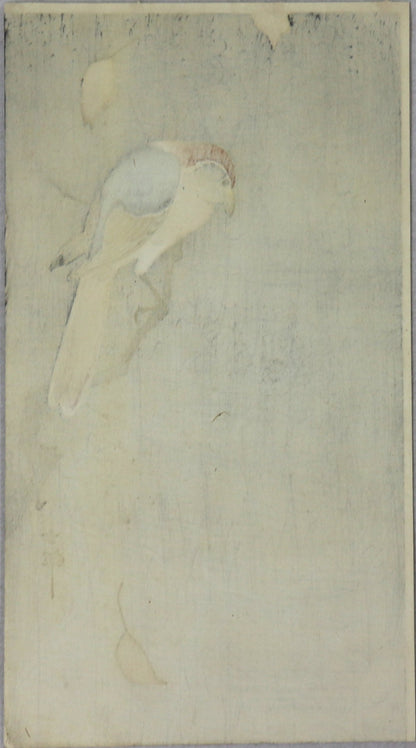 Bull-headed shrink looking spider by Koson / Pie-Grièche observant une araignée par Koson (1930's)