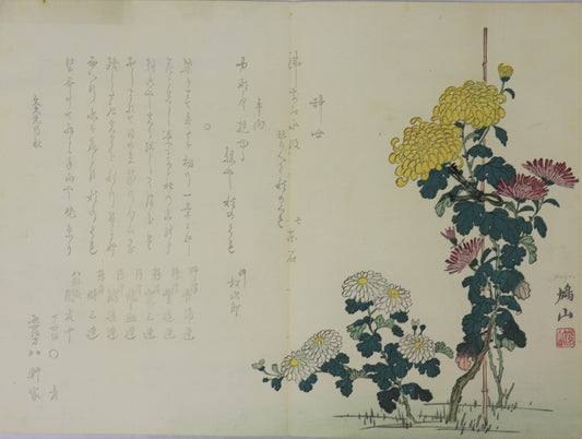 Chrysanthemums by Kyuzan / Chrysanthèmes par Kyuzan (1860's)