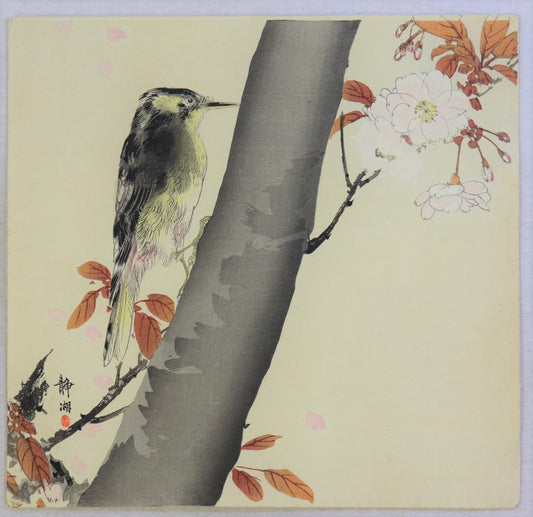Woodpecker on a cherry tree by Seiko/ Pivert sur un cerisier par Seiko
